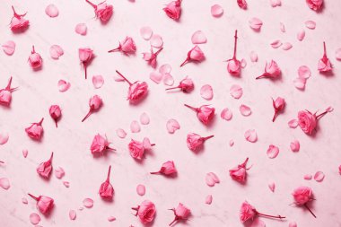 Beyaz bir arka plan üzerinde küçük pembe Gül güzel arka plan. Üstten Görünüm