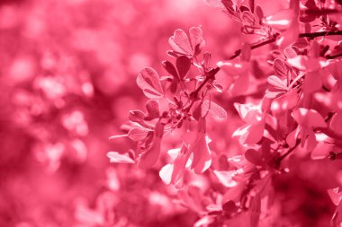 Bahar bahçe çiçekli kızamık fışkın