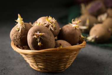 Various varieties of potatoes. Germination of sprouts on potatoes for planting in the ground