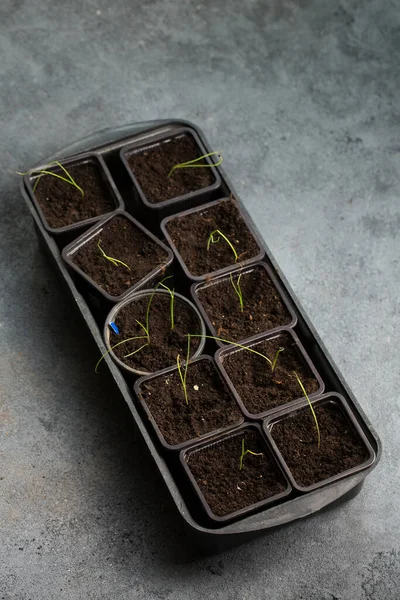 Small onion sprouts in pots on a gray background