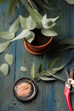 Cuttings of eucalyptus shoots with rooting agent powder on a wooden background