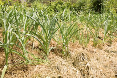 Young garlic in a bed mulched with hay, a permaculture method of growing plants in the garden