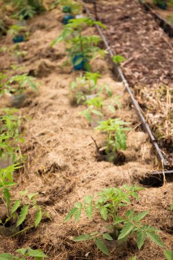Growing tomatoes mulched with hay in the garden