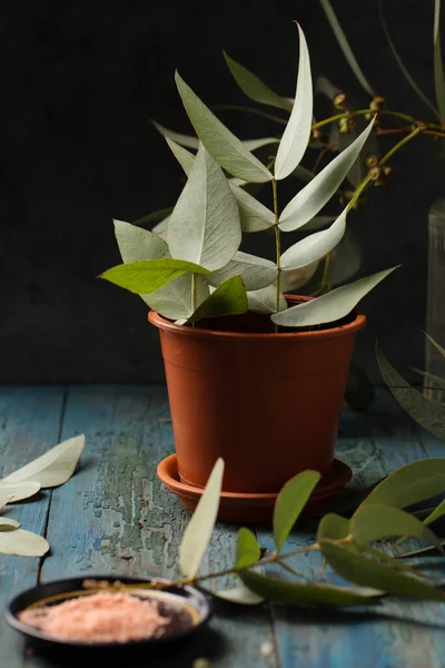 Cuttings of eucalyptus shoots with rooting agent powder on a wooden background