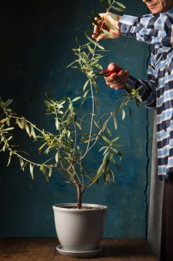 A man cuts an olive tree with secateurs on a wooden table