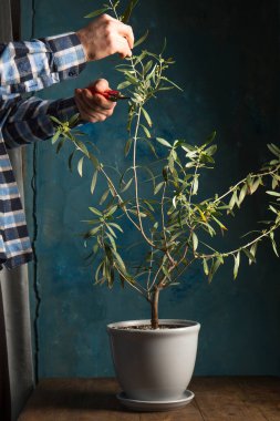 A man cuts an olive tree with secateurs on a wooden table