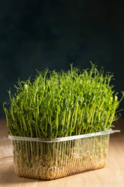 Sprouts of sprouted peas, microgreens in a box on a wooden table