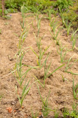 Young garlic plants mulched with dry straw in an organic garden