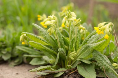 Flowering of medicinal forest primrose in spring in the garden