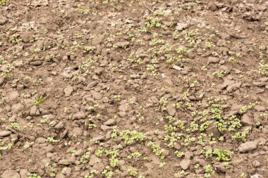 sowing of mustard for organic fertilization on the soil
