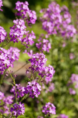 Blooming fragrant matiola, night violet in the garden