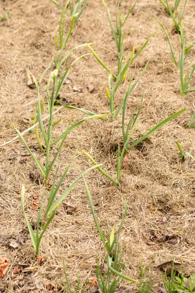 Young Garlic Plants Mulched Dry Straw Organic Garden — Stockfoto