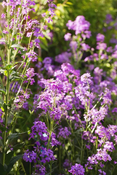 Blooming Fragrant Matiola Night Violet Garden — стоковое фото