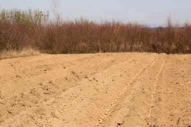Zakarpattia, Batı Ukrayna 'da patates ekme yöntemi