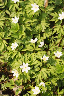 İlkbaharda vahşi bir ormanda çiçek açan bir çiçek.