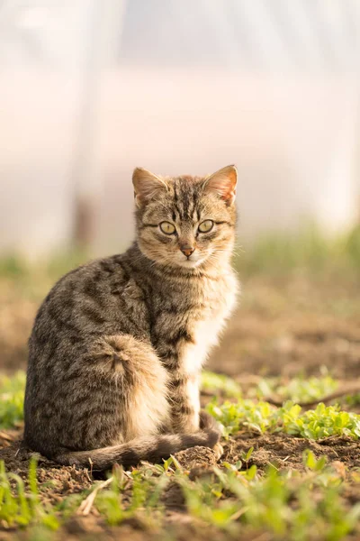 Бытовая Кошка Весной Сидит Кроватях Зеленью Теплице — стоковое фото
