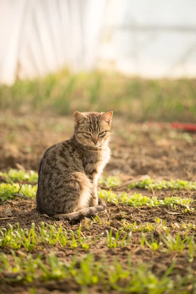 Gato Doméstico Sienta Camas Con Vegetación Invernadero Primavera — Foto de Stock