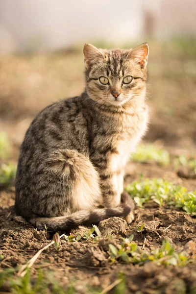 Gato Doméstico Sienta Camas Con Vegetación Invernadero Primavera — Foto de Stock