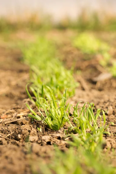 Pequenos Brotos Vegetação Fresca Nas Camas Dia Ensolarado Primavera — Fotografia de Stock