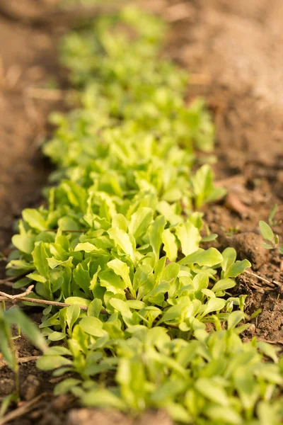Pequenos Brotos Vegetação Fresca Nas Camas Dia Ensolarado Primavera — Fotografia de Stock