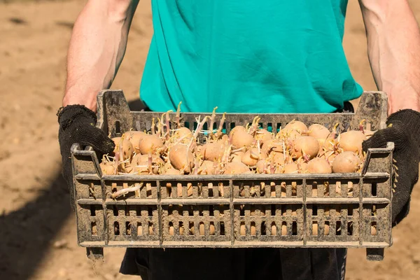 Homem Segura Uma Caixa Com Batatas Germinadas Para Plantar Chão — Fotografia de Stock