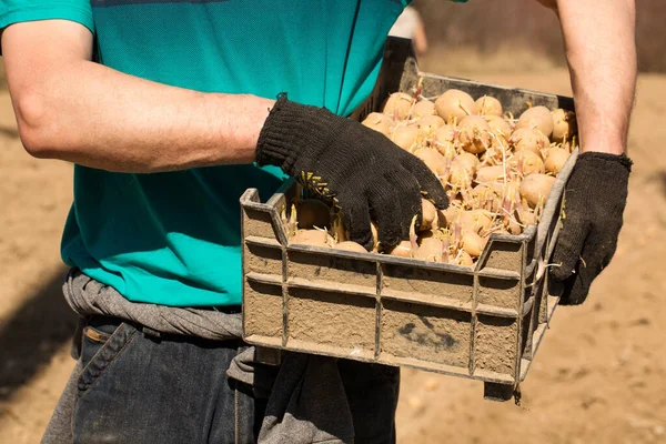 Homem Segura Uma Caixa Com Batatas Germinadas Para Plantar Chão — Fotografia de Stock