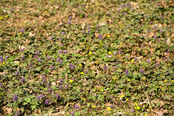 Uma Clareira Prímulas Florescendo Uma Floresta Selvagem Primavera — Fotografia de Stock