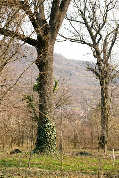 Árbol Trenzado Con Hiedra Bosque Una Mañana Soleada Primavera —  Fotos de Stock