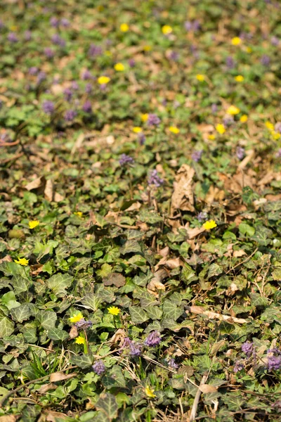 Een Glade Van Bloeiende Primroses Een Wild Woud Het Voorjaar — Stockfoto