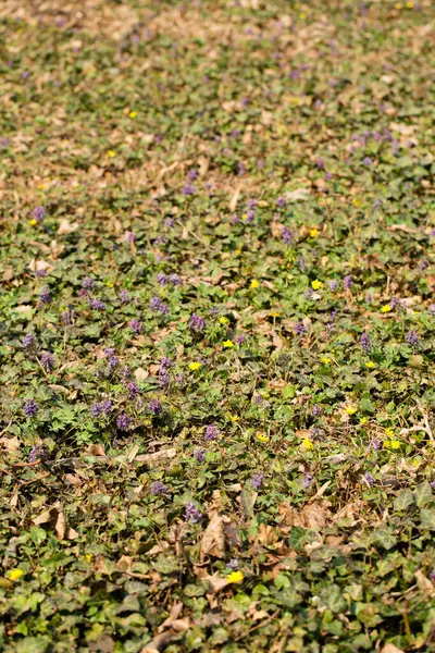 Een Glade Van Bloeiende Primroses Een Wild Woud Het Voorjaar — Stockfoto
