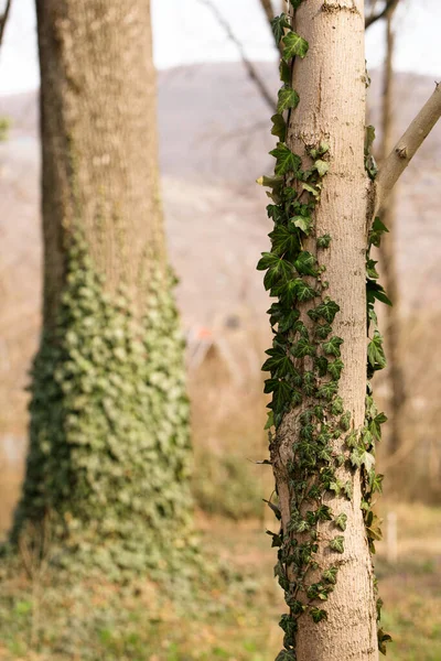 Baum Mit Efeu Wald Einem Sonnigen Morgen Frühling Geflochten — Stockfoto