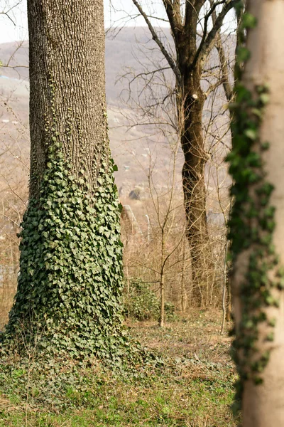 春の晴れた日の朝 森の中にツタで飾られた木 — ストック写真