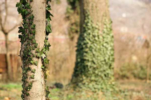 春の晴れた日の朝 森の中にツタで飾られた木 — ストック写真