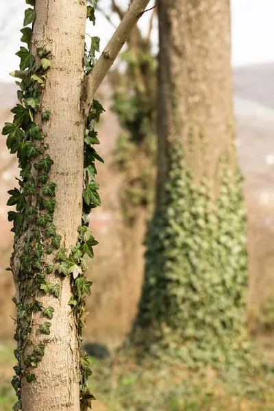 Árvore Entrelaçada Com Hera Floresta Uma Manhã Ensolarada Primavera — Fotografia de Stock