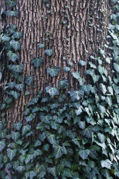 Hintergrund Alter Mit Efeu Bedeckter Baum Düsterer Hintergrund — Stockfoto