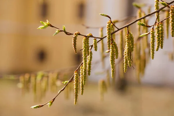 Los Brotes Los Árboles Florecieron Una Soleada Mañana Primavera — Foto de Stock