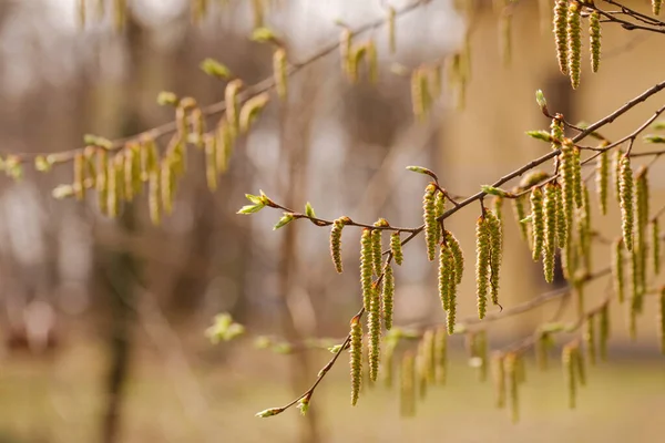 Ağaçlardaki Tomurcuklar Güneşli Bir Bahar Sabahı Çiçek Açtı — Stok fotoğraf