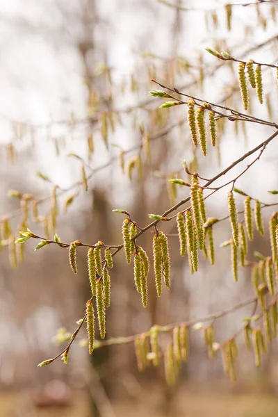 Die Knospen Den Bäumen Blühten Einem Sonnigen Frühlingsmorgen — Stockfoto
