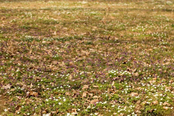 春になると原生林に咲き乱れる桜のグレード — ストック写真