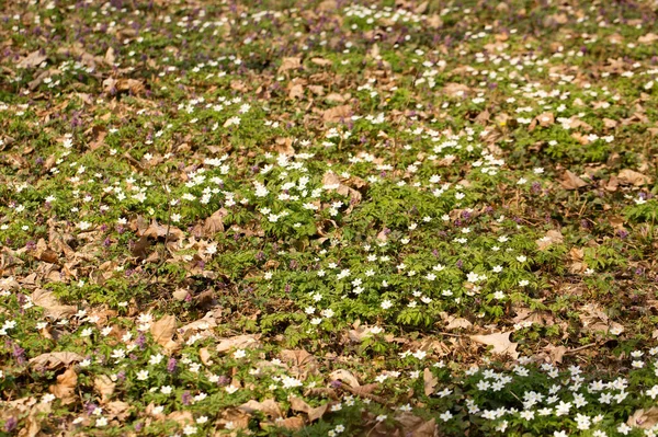 Mýtina Kvetoucích Prvočísel Divokém Lese Jaře — Stock fotografie