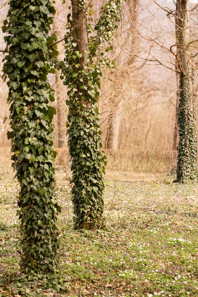 Drzewa Parku Pokryte Bluszczem Trawniku Kwitnącymi Wiosennymi Pierwiosnkami — Zdjęcie stockowe