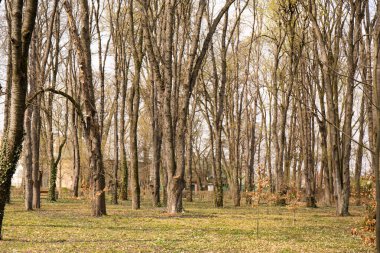 Güneşli bir günde baharın başında yapraksız bir park.