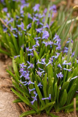 Baharda bahçede güzel mavi sümbüller açar.