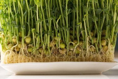 Filizlenmiş bezelye filizi, beyaz bir masada beyaz dikdörtgen bir tabakta mikro yeşiller.