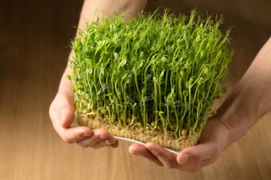 Filizlenmiş bezelye filizleri, erkek ellerinde mikroyeşiller, yakın plan.