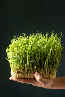 Filizlenmiş bezelye filizleri, erkek ellerinde mikroyeşiller, yakın plan.
