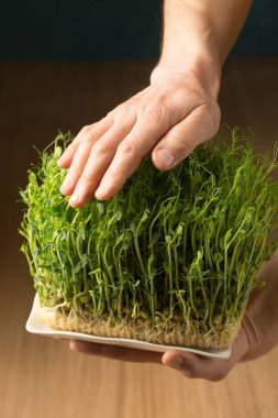 Filizlenmiş bezelye filizleri, erkek ellerinde mikroyeşiller, yakın plan.