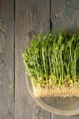 Filizlenmiş bezelye filizleri, ahşap bir arka planda bir tabakta mikro yeşiller.