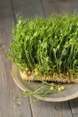 Filizlenmiş bezelye filizleri, ahşap bir arka planda bir tabakta mikro yeşiller.