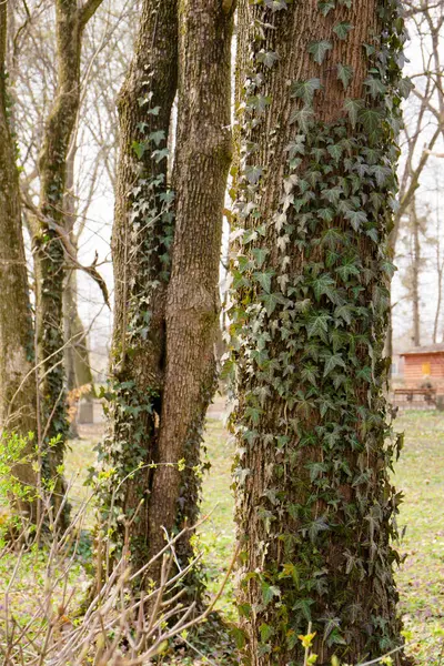 Parktaki Ağaçlar Çimenlikteki Sarmaşıkla Kaplıdır — Stok fotoğraf